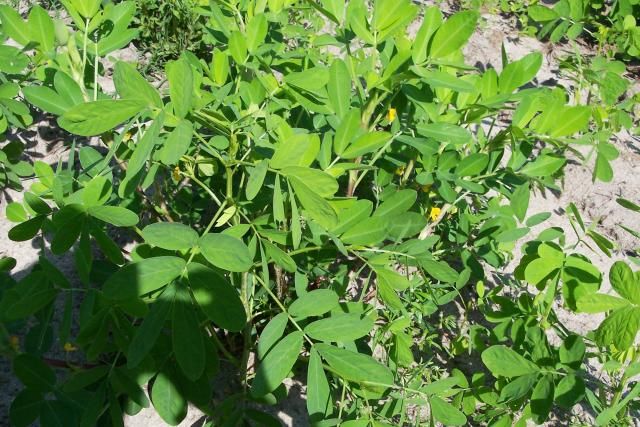 Valencia photo peanut2_zpsc5b6a265.jpg